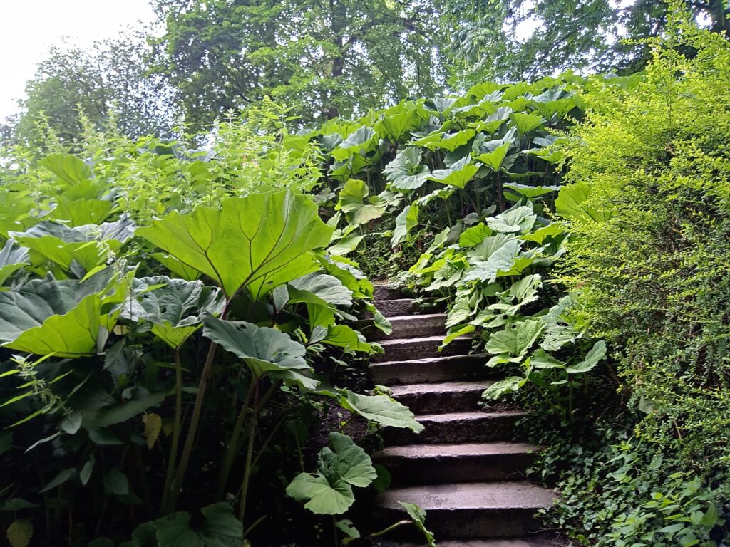 Treppe umgeben von üppigen Grün